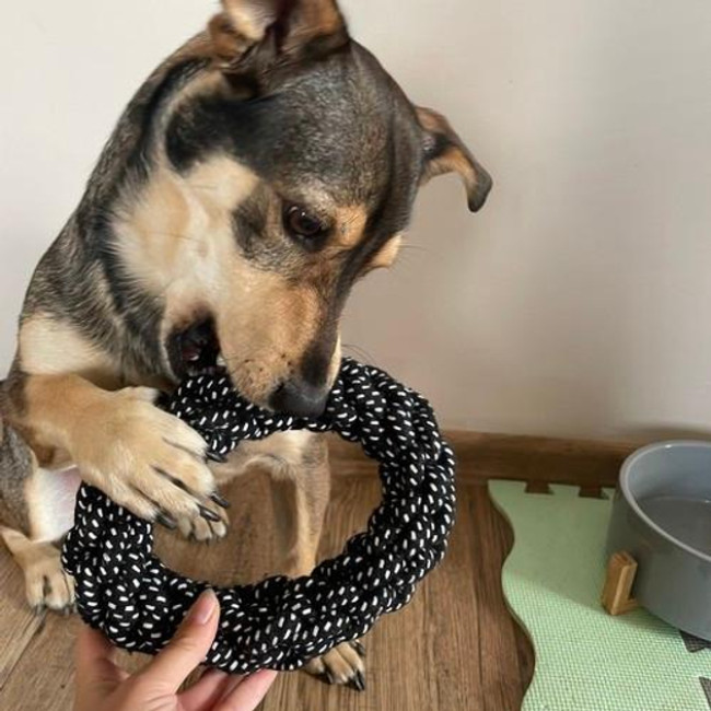 Набір іграшок для собаки - 10 шт. Purlov 24388/n