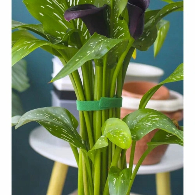 Лента на липучке для кріплення різних рослин 500 см Gardlov (25362)